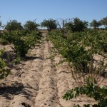 old-vine-vineyard Old vine vineyard