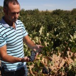 raul-grapes Raul, Vintae Winemaker, showing grapes