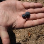 old-vine-grape Old vine grapes in a hand.