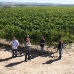 Spanish grapes in the sun