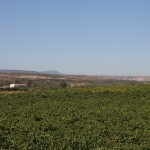 Spanish vineyard in Valles de Sadacia