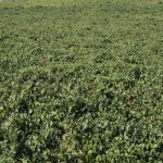 Spanish vineyard in Valles de Sadacia