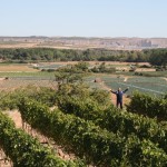 Spanish vineyard in Valles de Sadacia