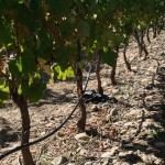 Spanish vineyard in Valles de Sadacia