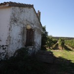 Spanish vineyard in Valles de Sadacia