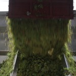 Freshly picked grapes Cava grapes being dumped.