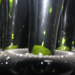 Cava riddling Cava riddling